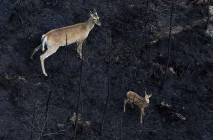 Un biche et son faon au milieu d'une forêt brûlée en Nouvelle-Ecosse, province canadienne peu habituée aux feux, le 22 juin 2023 ( Nova Scotia Government / Handout )