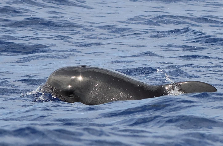 Saint-Gilles : observation rare de globicéphales à La Réunion