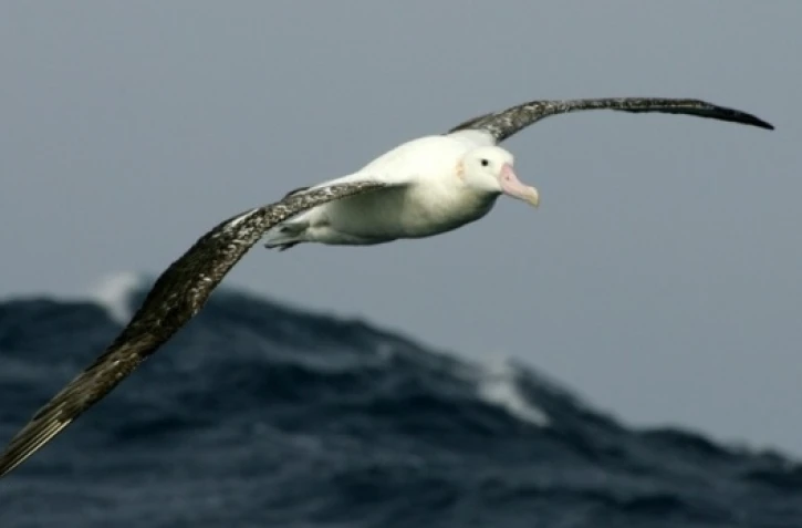 Des albatros "espions" pour traquer les braconniers