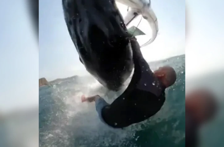 Australie : un kite-surfeur percuté de plein fouet par une baleine