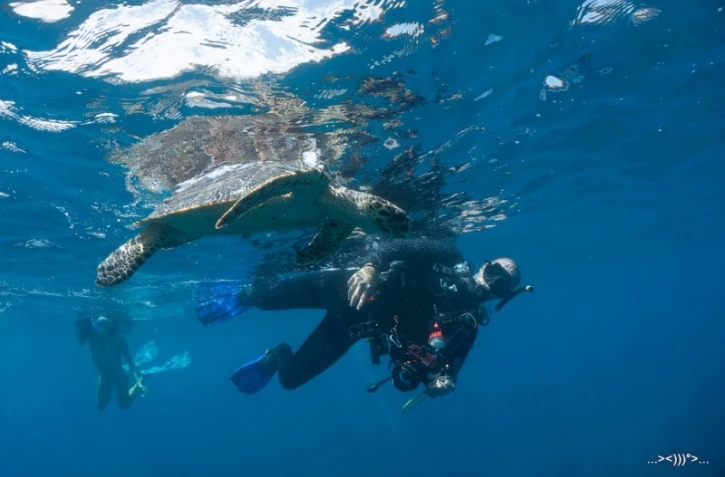 Les images de la remise à l\'eau de la tortue Miti.