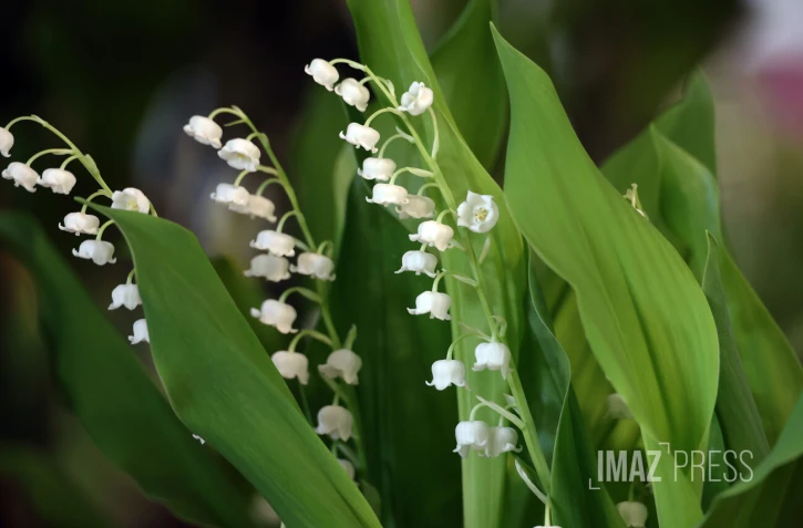 muguet 