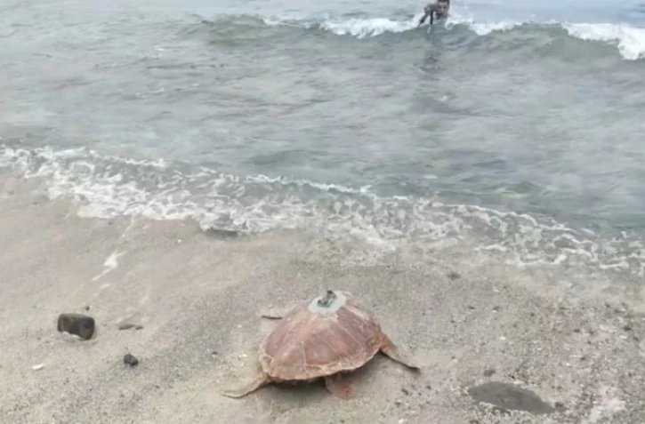 Kélonia : la tortue Cassandre a retrouvé l'océan