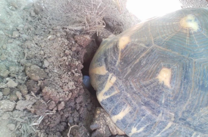 Oeufs pondus par une tortue radiata à Pâques