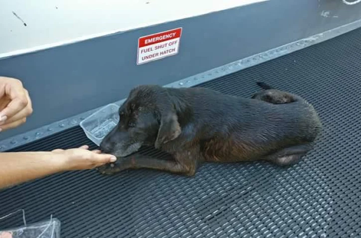Rescue sauvé en plein mer