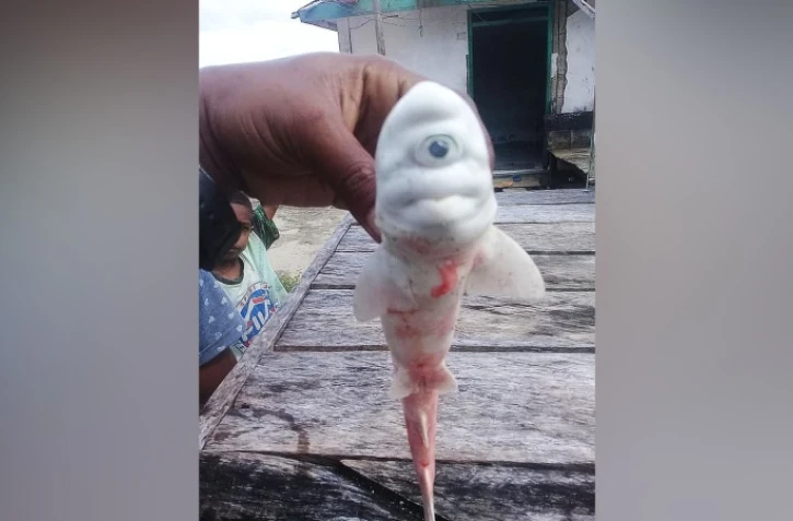 Indonésie : un bébé requin "cyclope" retrouvé par des pêcheurs 