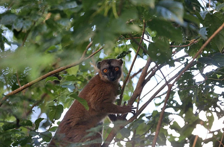 Maki de Mayotte