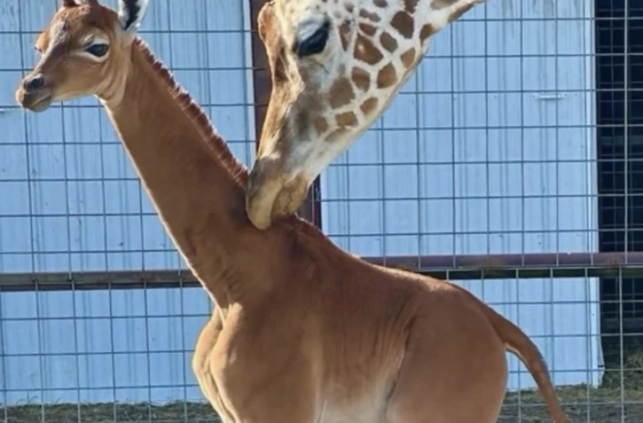 Une girafe naît sans tache dans un zoo aux États-Unis, un cas très rare [?]