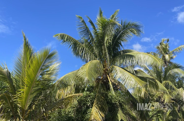 soleil ciel bleu et cocotiers