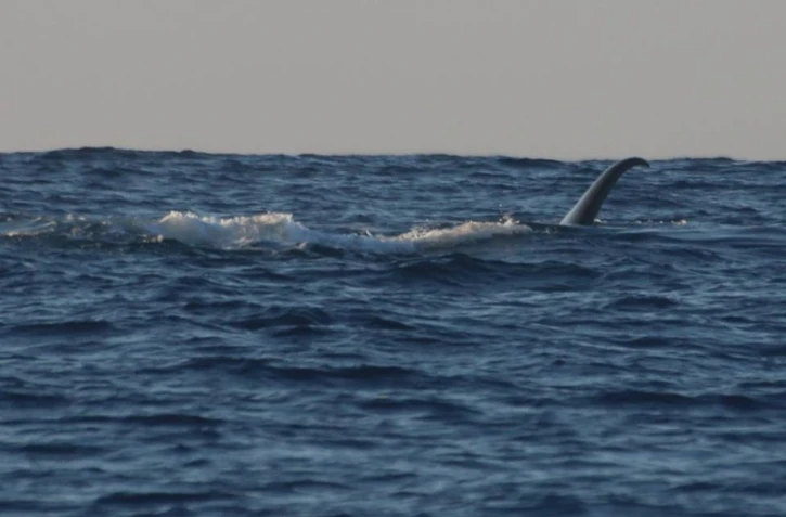 Cinq cachalots en balade au large de La Réunion [