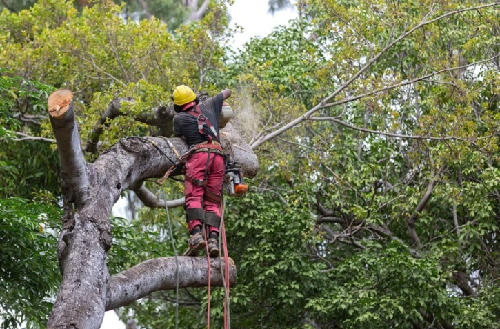 abattage d\'un ficus au jardin de l\'Etat
