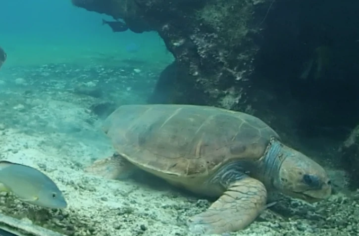 Kelonia : India la tortue caouanne semble bien installée au Pakistan