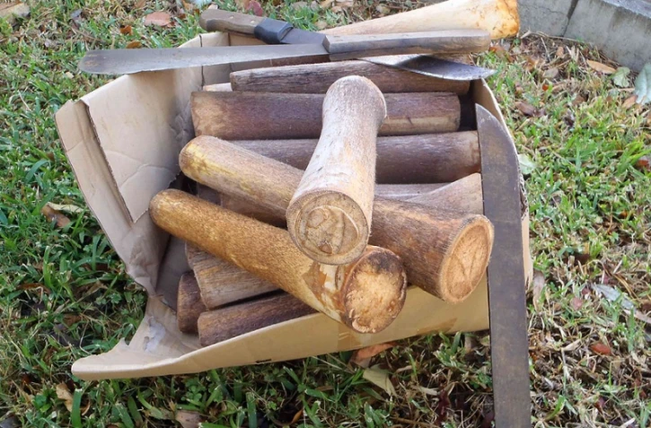 Un réseau de braconnage de palmistes démantelé