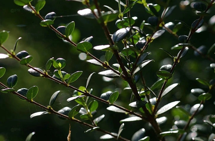 plante endémique