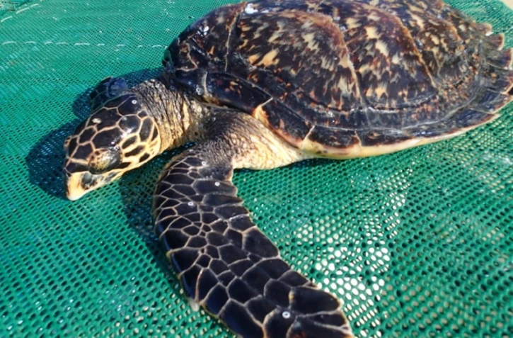 Une tortue verte découverte en baie de St Paul