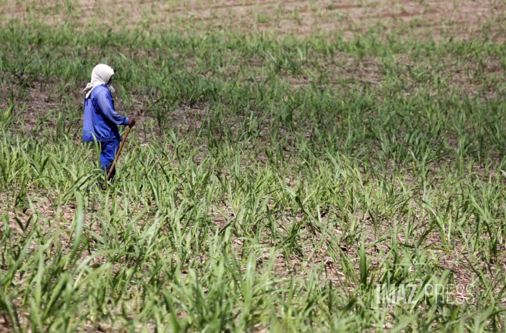 engrais canne à sucre