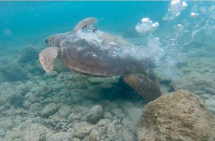 La tortue Curieuse poursuit sa migration équipée de sa balise