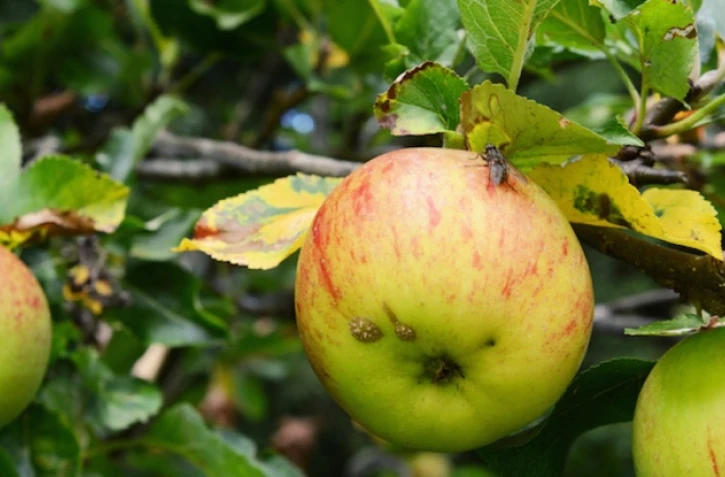 Mouche fruits 