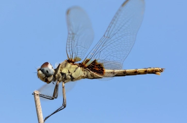 Étang Saint-Paul, libellule, Urothemis edwardsii, nouvelle espèce