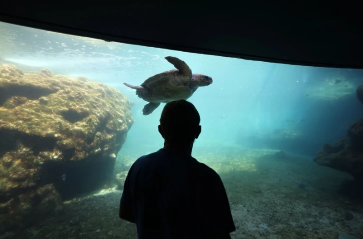 Tortues Kélonia