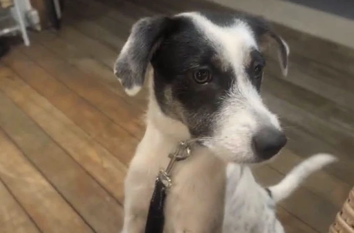 La Possession : appel à l’aide pour retrouver Domi, une chienne tombé sur le sentier de Deux Bras