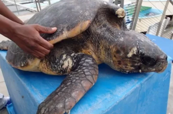 Tortue sauvée 