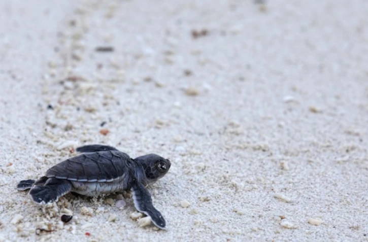 Tortue Saint-Paul 