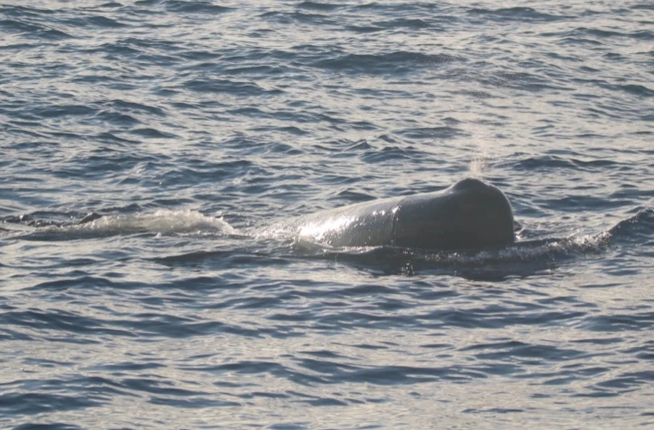 Fait rare, une dizaine de cachalots observés au large de La Possession