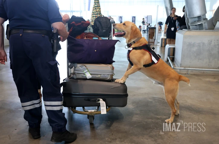 chien des douanes à gillot 