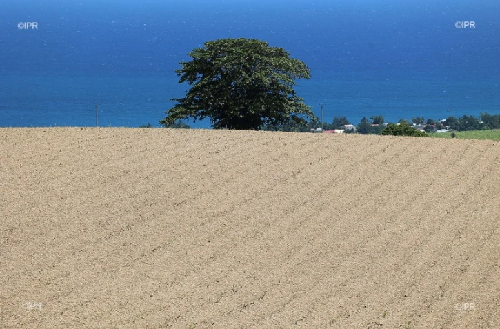 fin de coupe de canne
