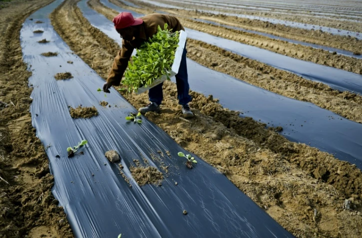 Un détenu plante des légumes dans la prison de Leiria, le 8 avril 2016