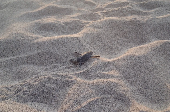 Tortues Kélonia
