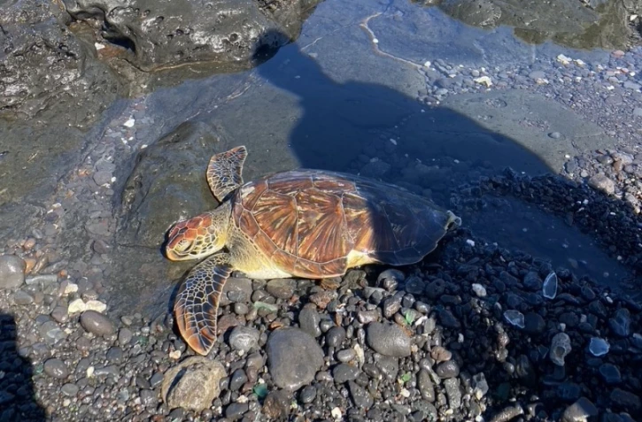 tortue verte morte saint-pierre kelonia