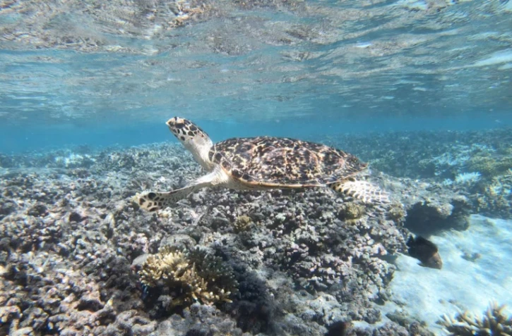 Kélonia jeune tortue Woody imbriquée relâchée L'Etang-Salé