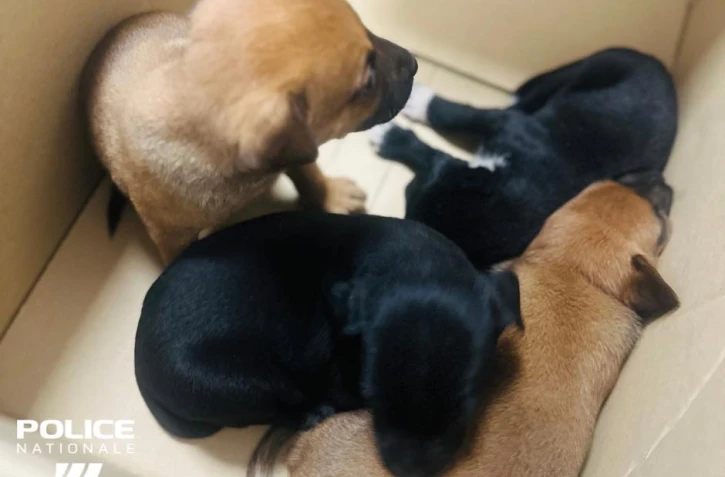 Saint-Denis : des chiots sauvés dans le quartier du Chaudron