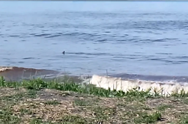 Requin Saint-Benoît