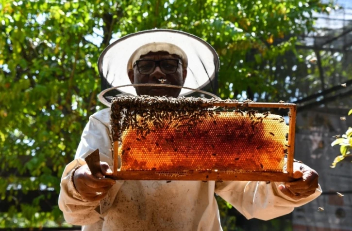 Le Port : les abeilles sentinelles sont à l'honneur