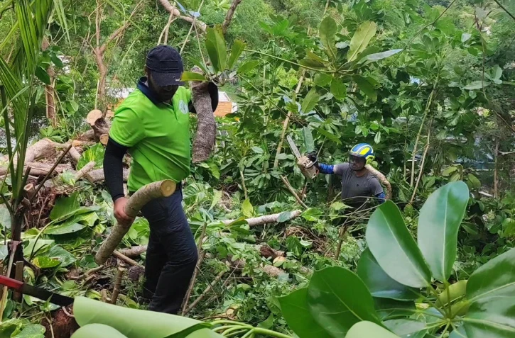 Espèces Exotiques Envahissantes : Saint-Joseph lutte contre l’arbre-pieuvre
