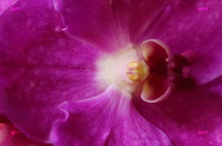 salon Flore et halle