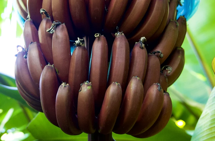 Banane rouge 