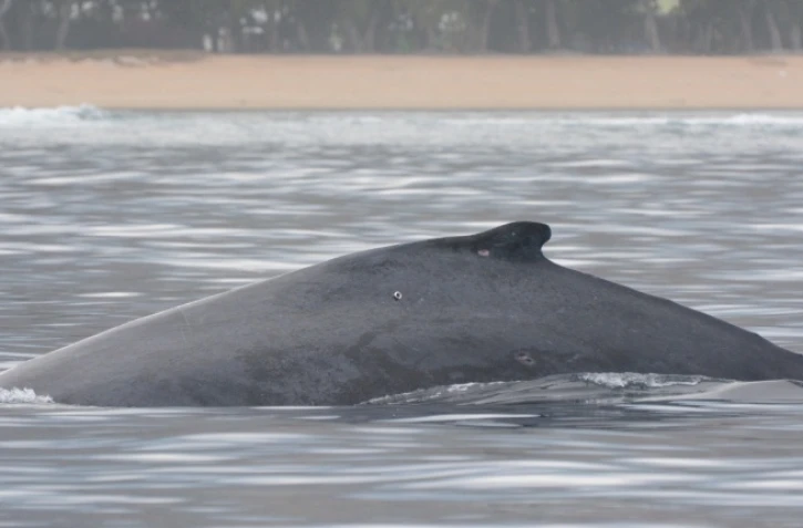 Globice : une quatrième baleine à bosse équipée de balise Argos