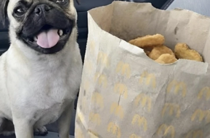 Un sac entier de nuggets pour un chien nommé... Nuggets