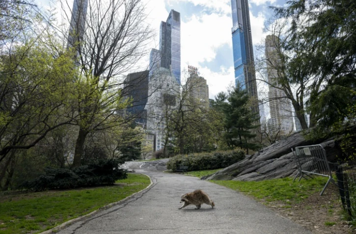 Un raton laveur se promène dans un Central Park presque désert le 16 avril 2020