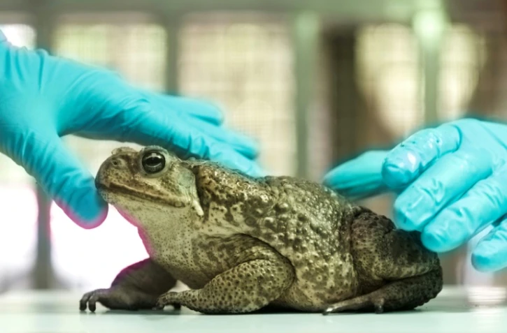 Un crapaud-buffle examiné à l'Institut de recherche sur les espèces endémiques dans le comté de Nantou, à Taïwan, le 24 novembre 2021