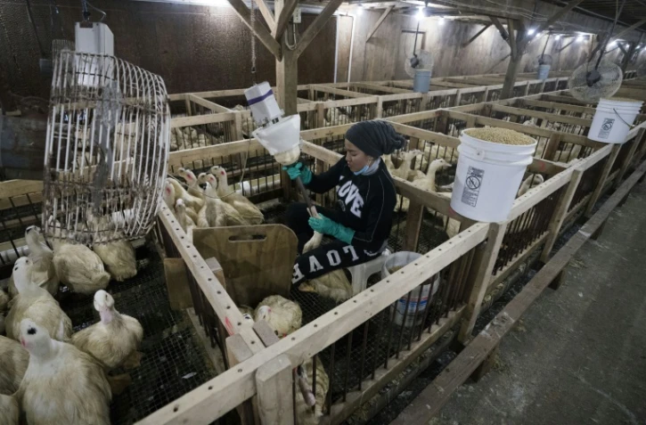 Le gavage des canards Ă Ferndale (New York), oĂą se trouve l'exploitation Hudson Valley Foie Gras