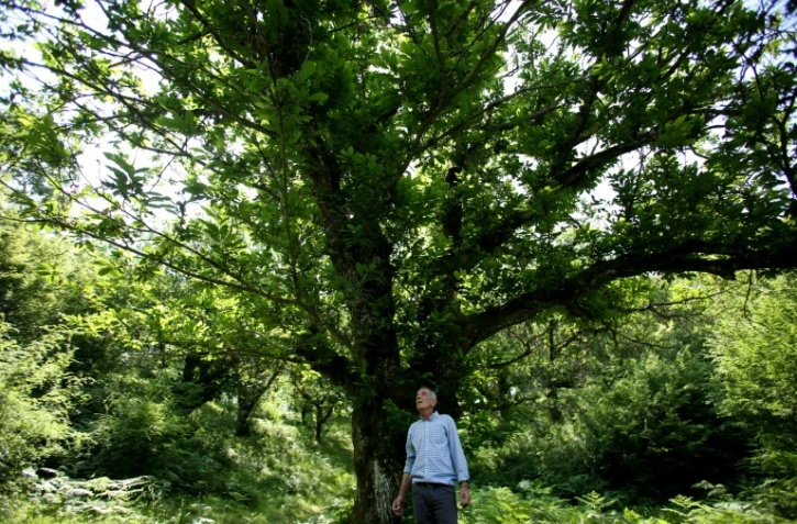 Le cultivateur Prek Gjeloshaj sous un châtaignier, le 19 juin 2023 à Rec, dans le nord de l'Albanie