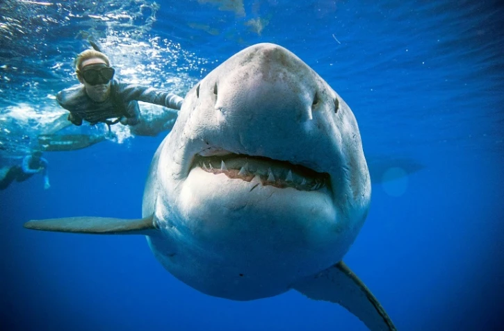 Des plongeurs nagent avec l'un des plus gros requins blancs jamais observés