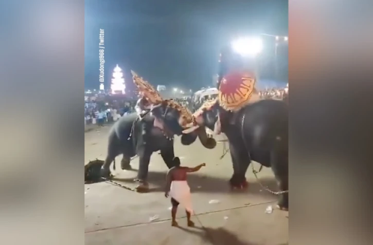 Bagarre d'éléphants en Inde