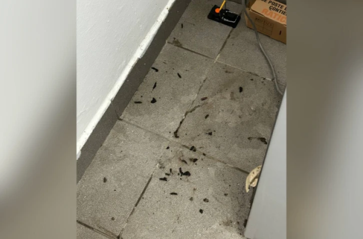 présence de crottes de rat dans une maison