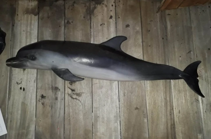 dauphin tacheté, mort, globice